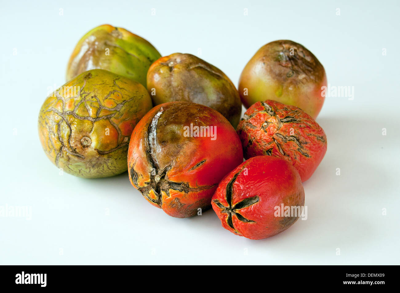 Several rotten tomatoes on a white background Stock Photo