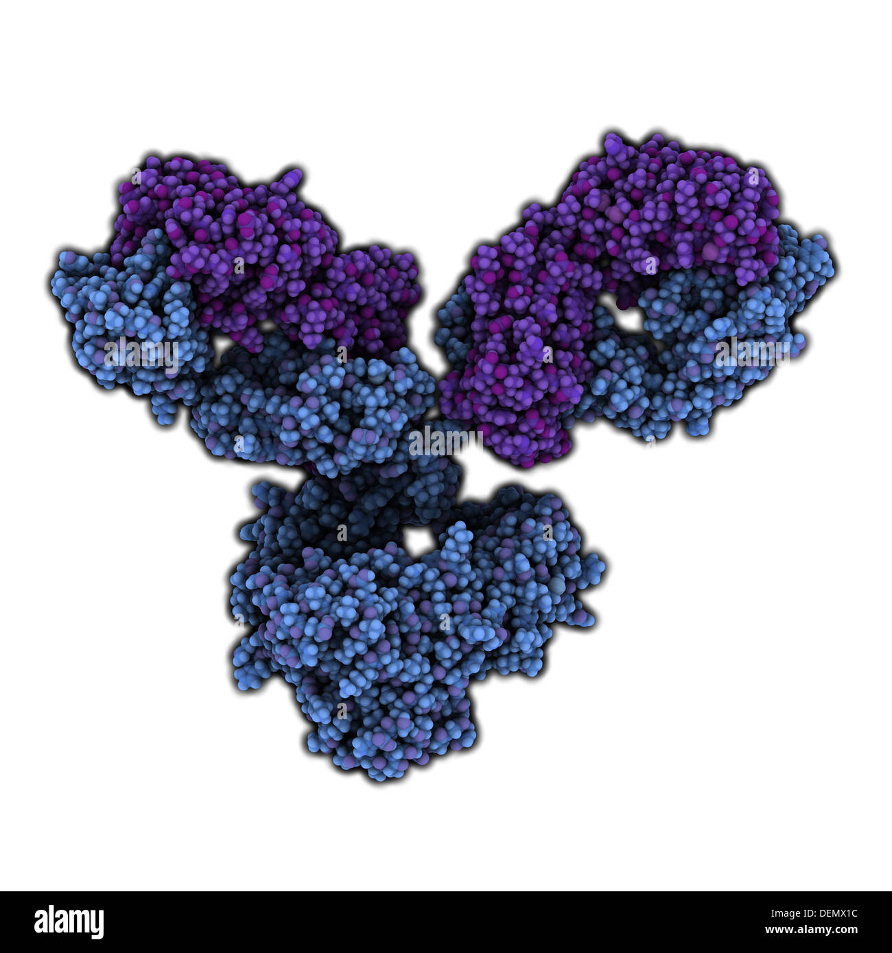 IgG1 monoclonal antibody (immunoglobulin). Play essential role in ...