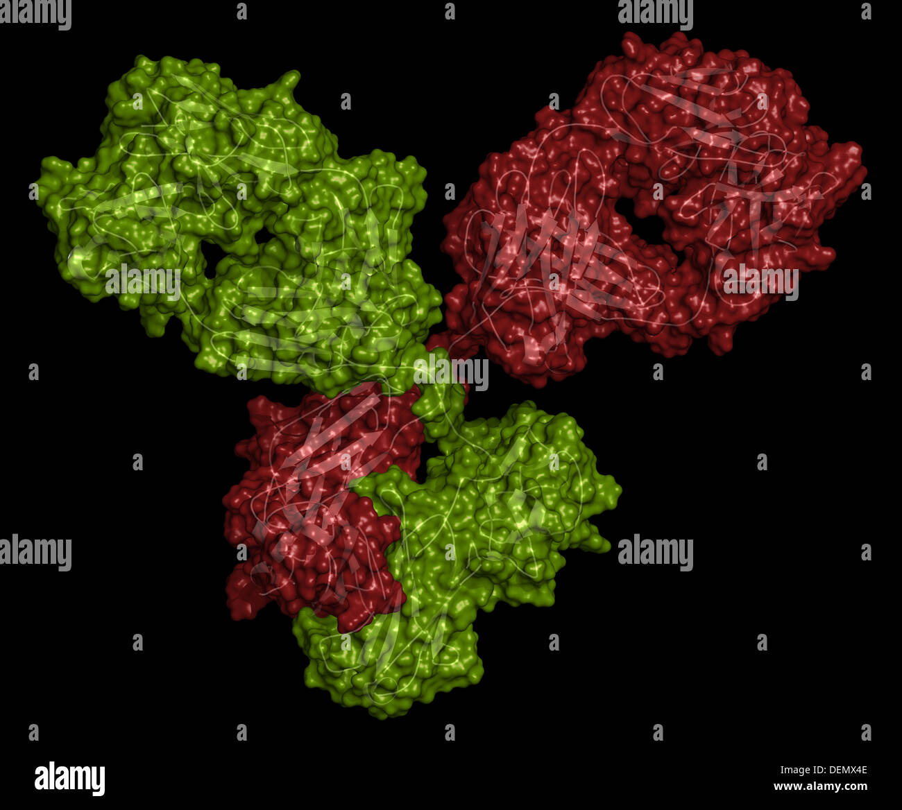 IgG1 monoclonal antibody (immunoglobulin). Play essential role in ...