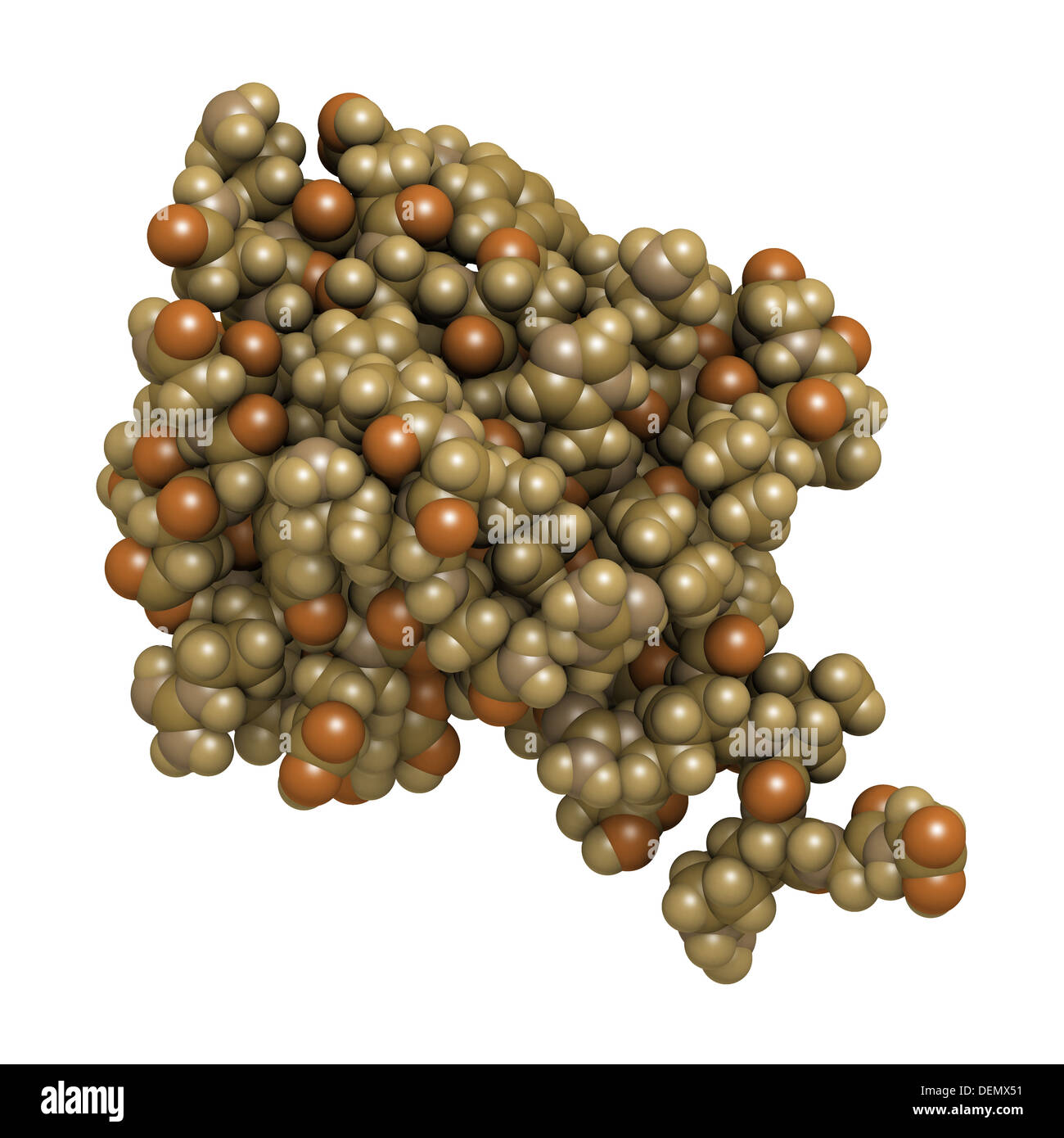 Ubiquitin protein molecule, chemical structure. Ubiquitin is a