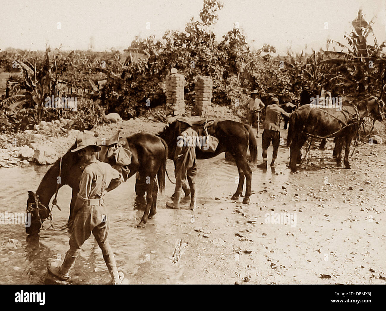 Australian troops watering their horses during WW1 Stock Photo