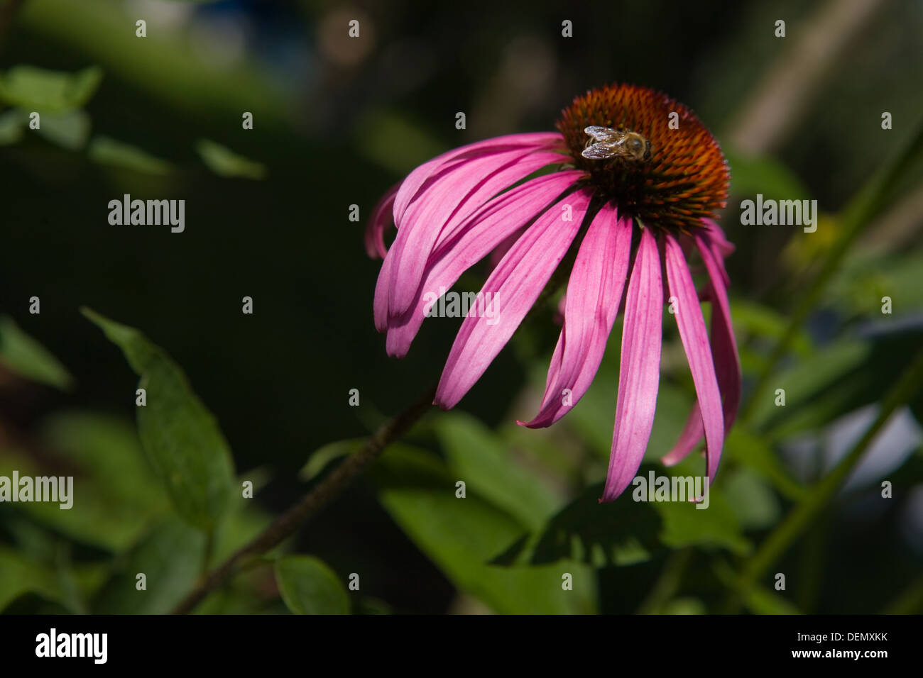 Purple Echinacea Purpurea Flower with One Bee Stock Photo Alamy