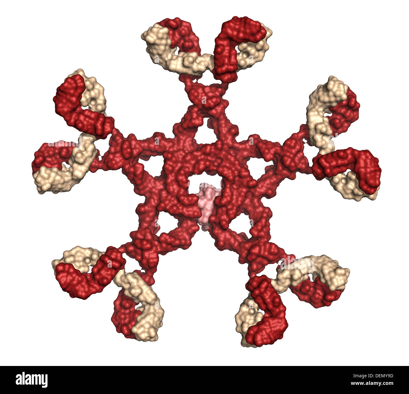 Immunoglobulin M (pentameric IgM). IgM are the first antibodies to ...