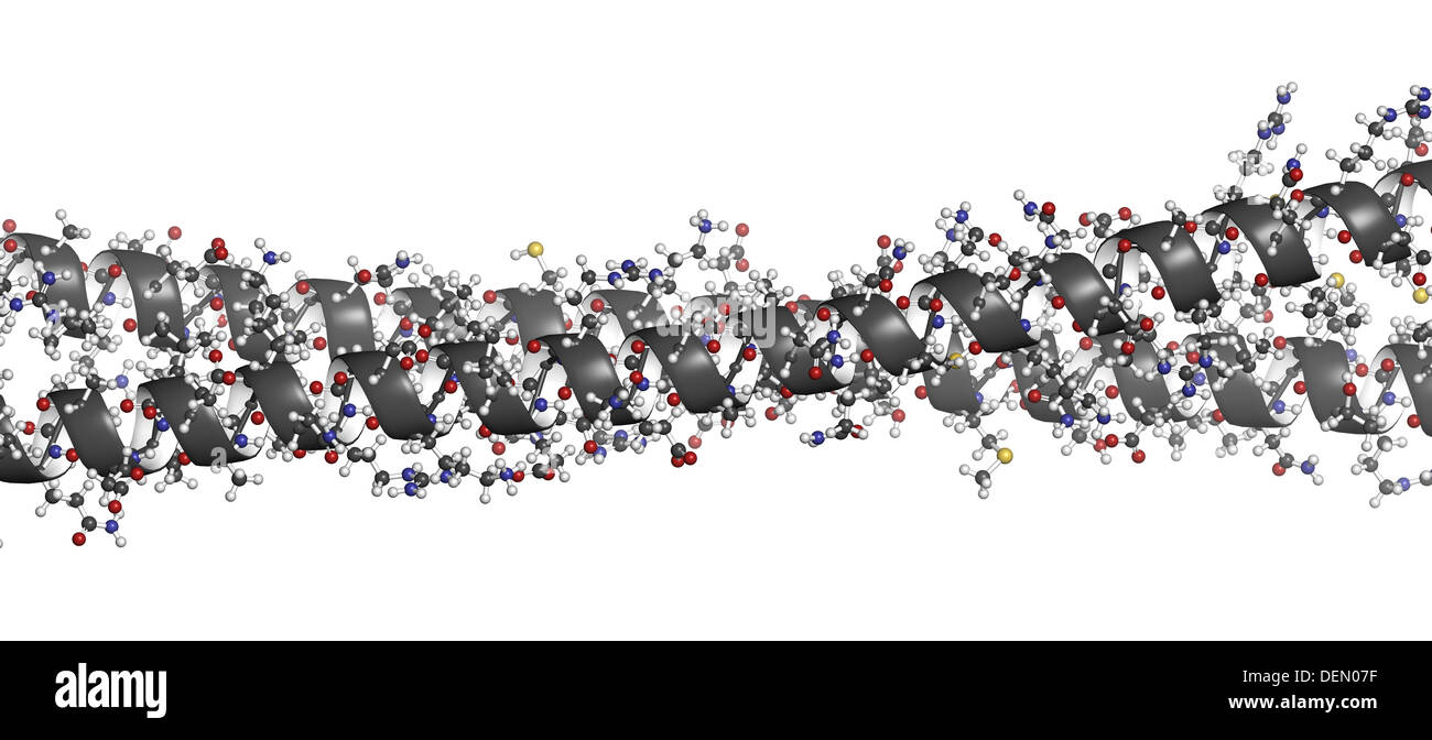 Keratin intermediate filament, chemical structure. Keratin is one of