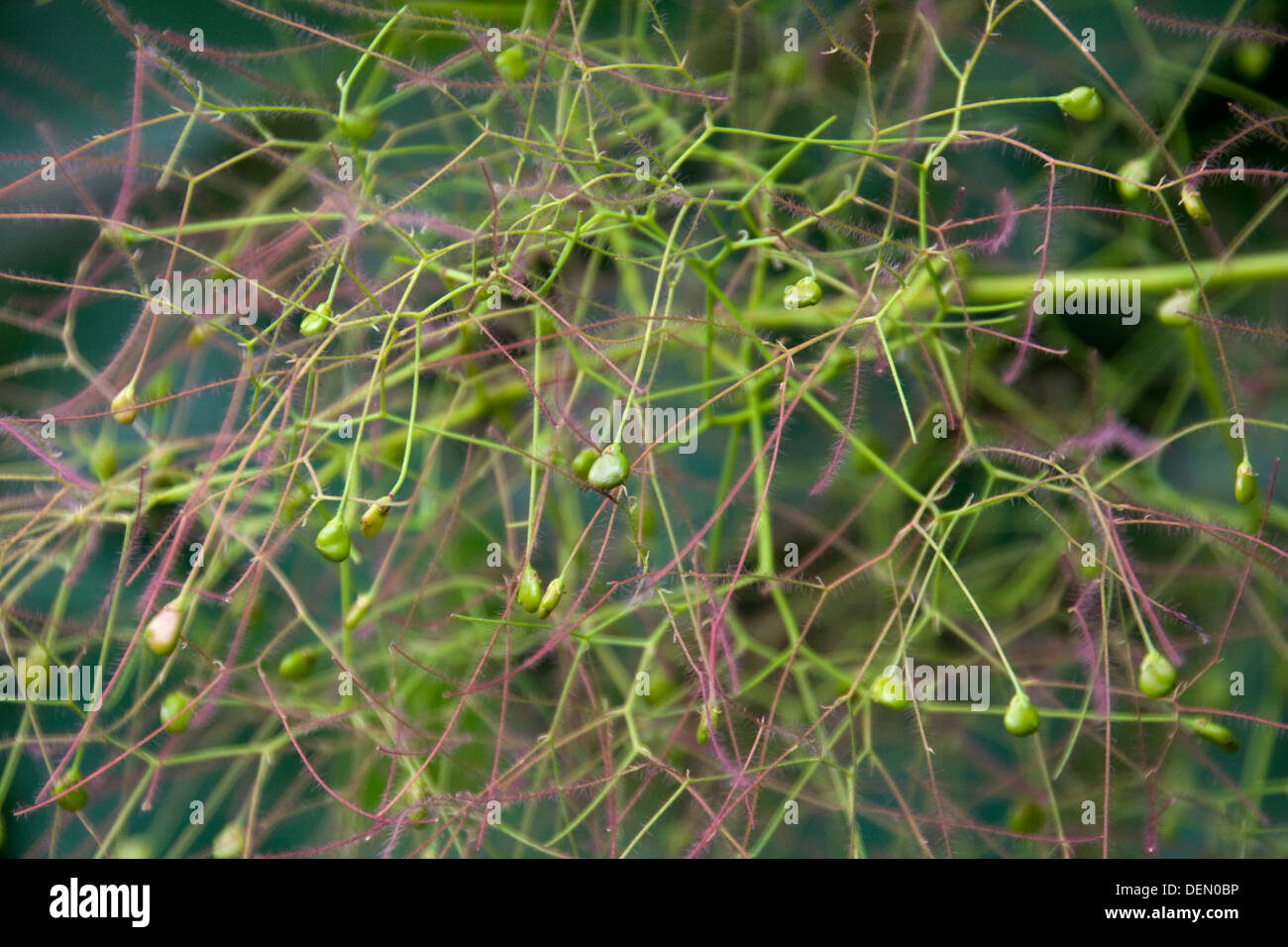 Cotinus Smoke tree Stock Photo