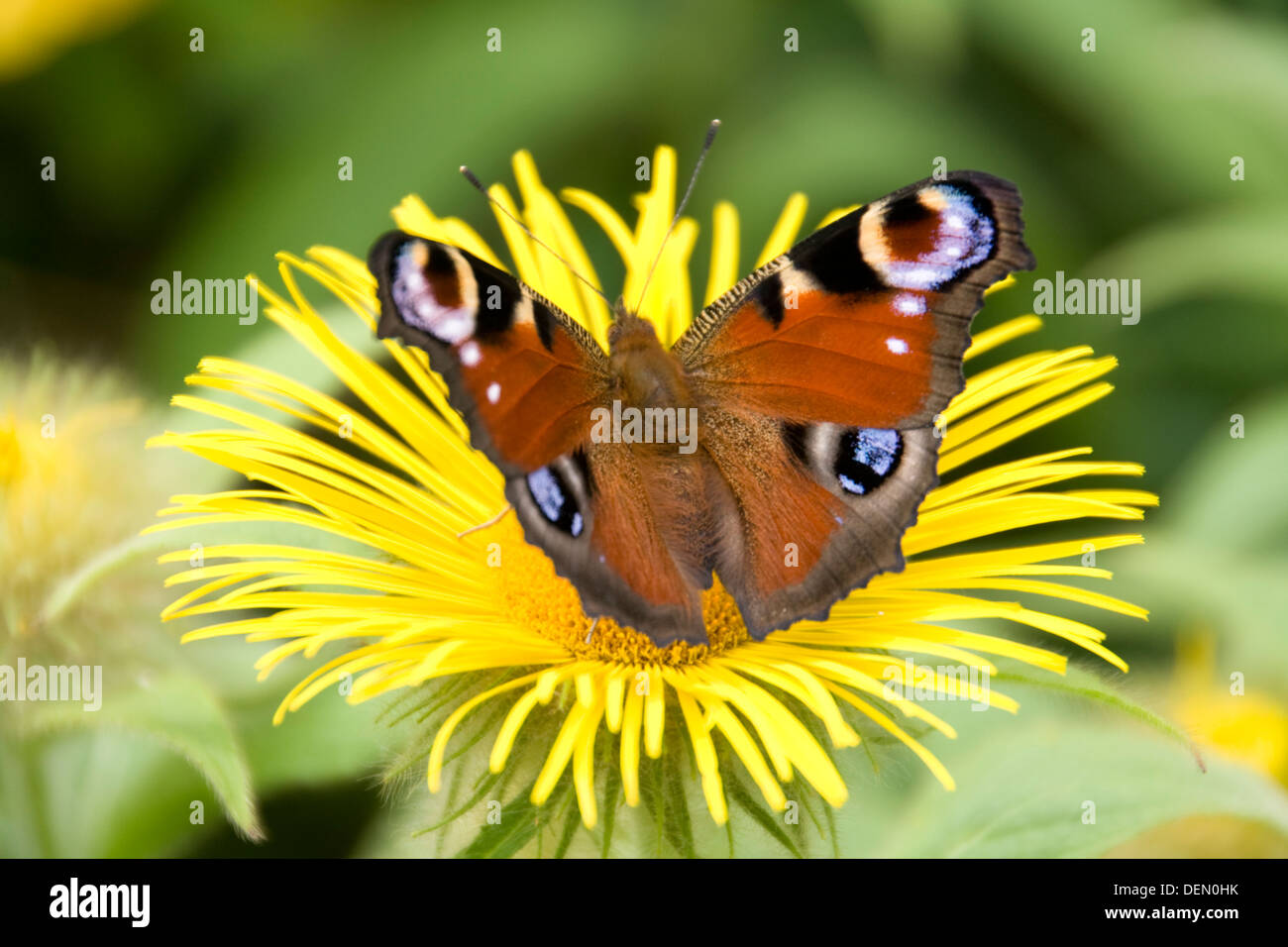 Peacock Butterfly on Inula flower Stock Photo