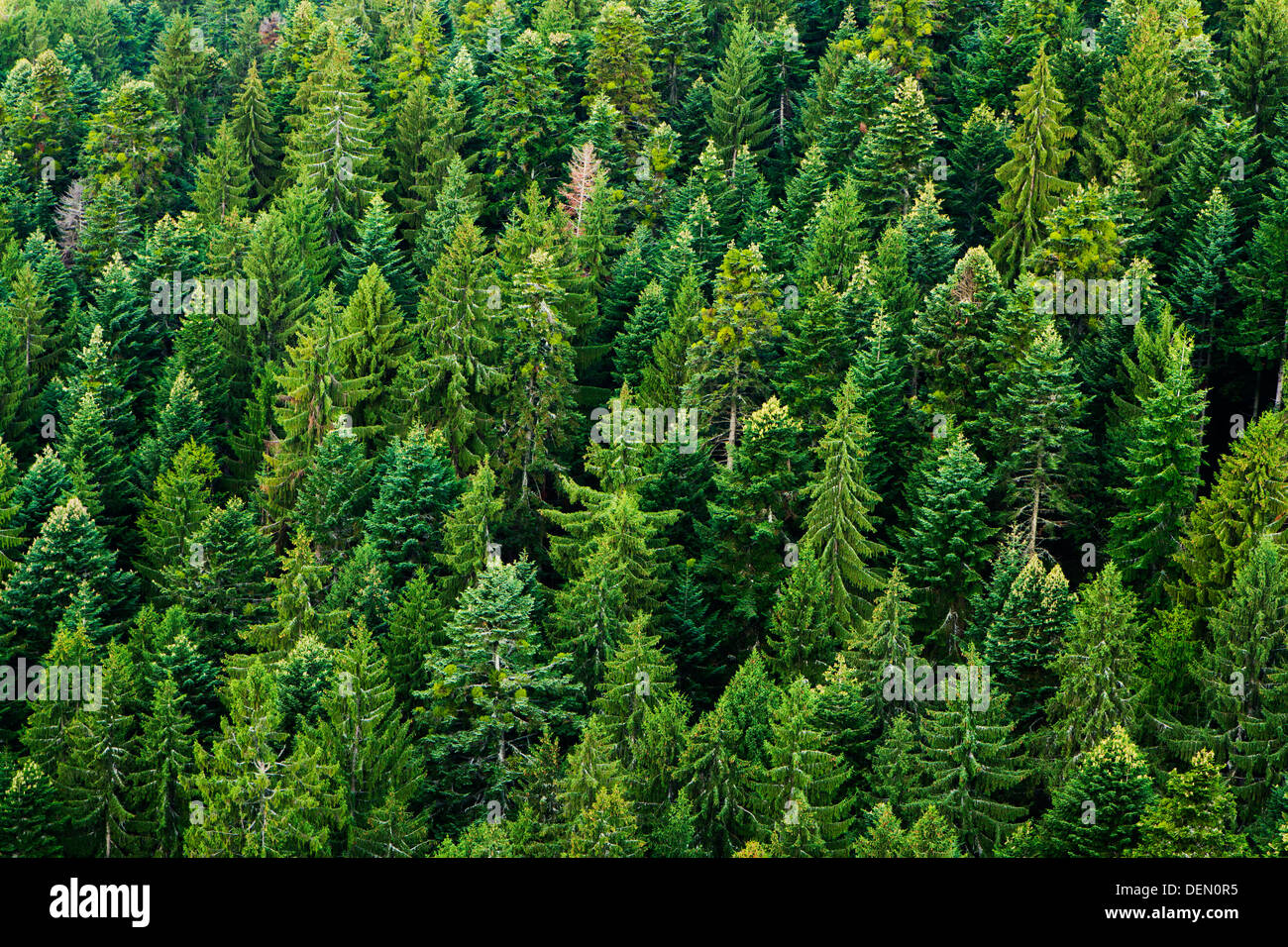 Fir tree forest full of in Apuseni Mountains-Romania, aerial view. Stock Photo