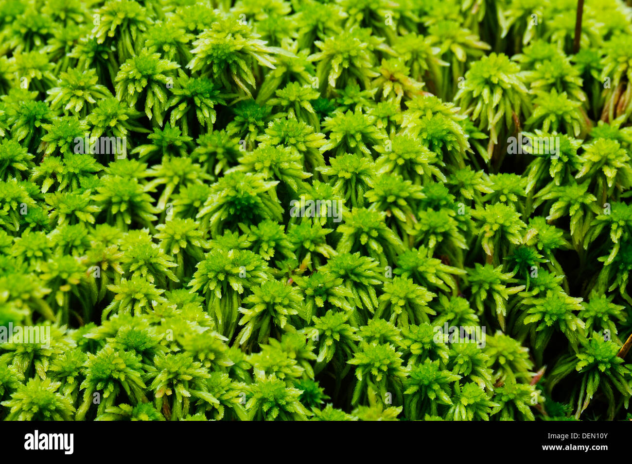 Green moss background Stock Photo - Alamy