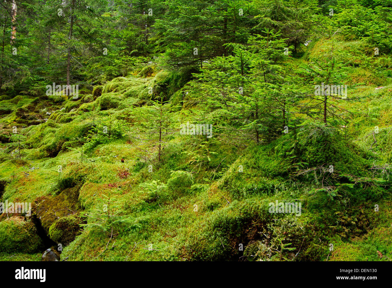 Fir tree forest full of green moss in Apuseni Mountains-Romania Stock Photo