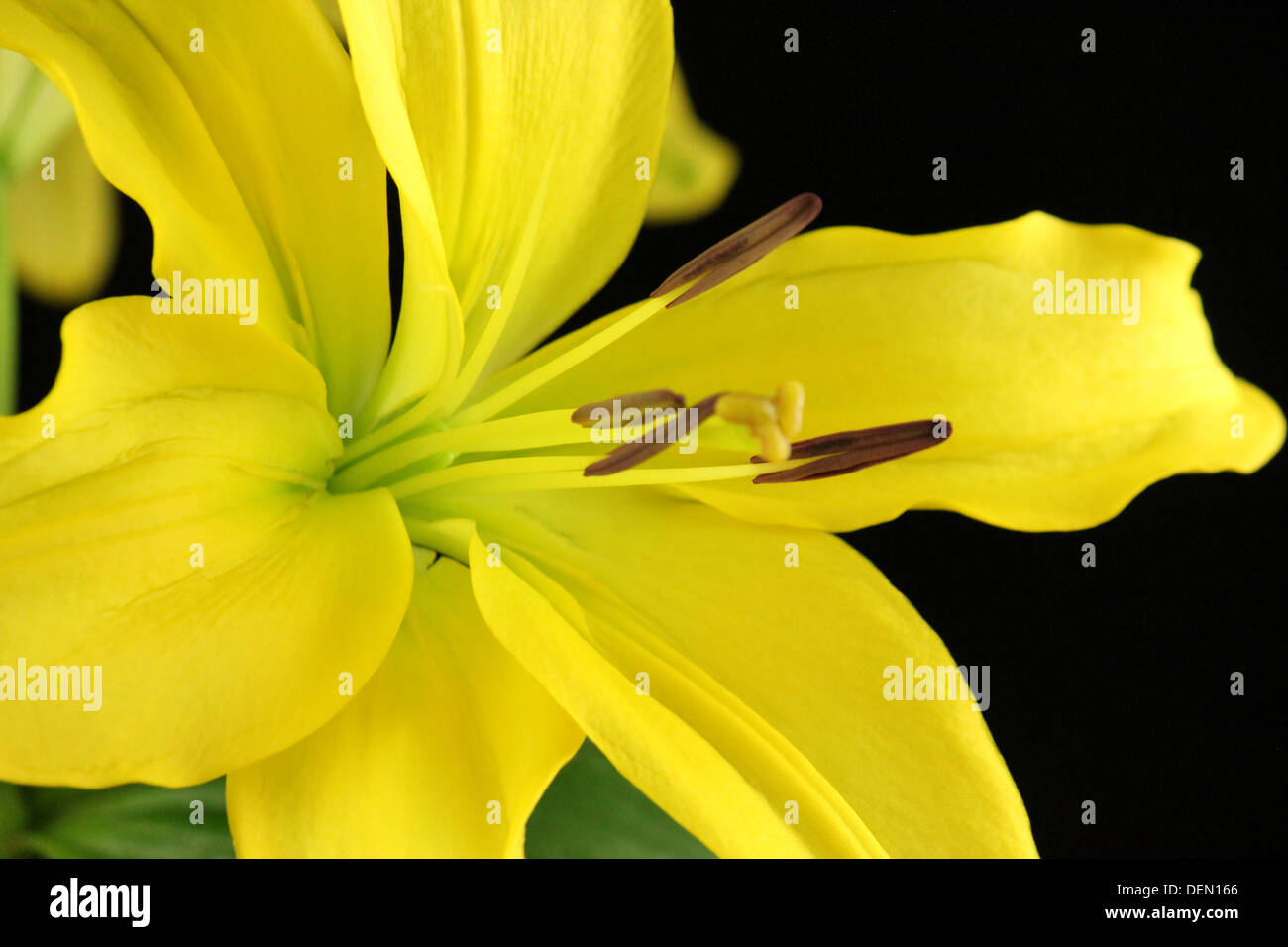 Yellow lily hi-res stock photography and images - Alamy