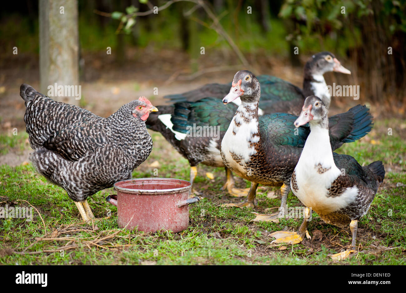 female Muscovy Duck and plymouth rock chicken Stock Photo