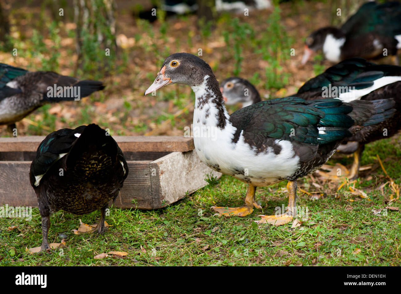 Muscovy Duck birds eating from feeder Stock Photo Alamy