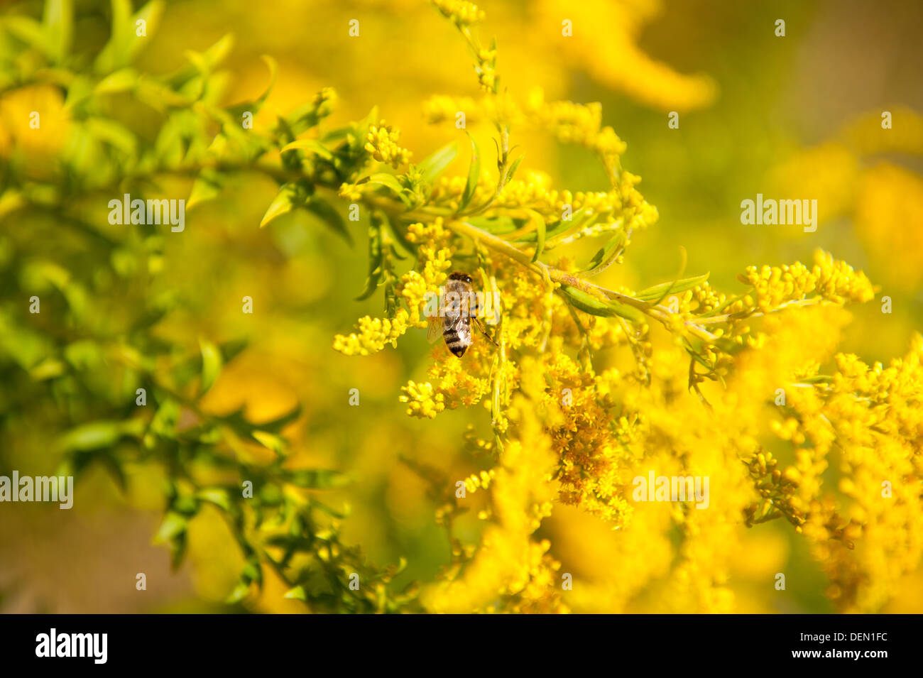 Bee pollinates Solidago virgaurea or Goldenrod Stock Photo