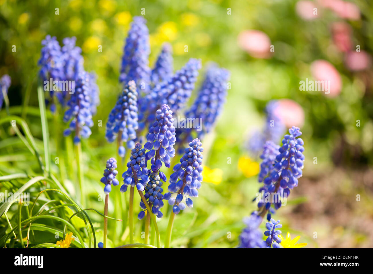 Muscari Mill blue bunches of grapes close-up Stock Photo