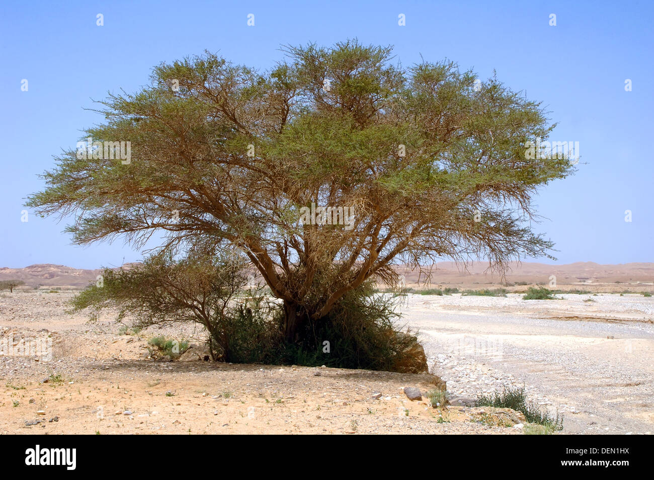 Acacia tree in the Negev, Israel Stock Photo