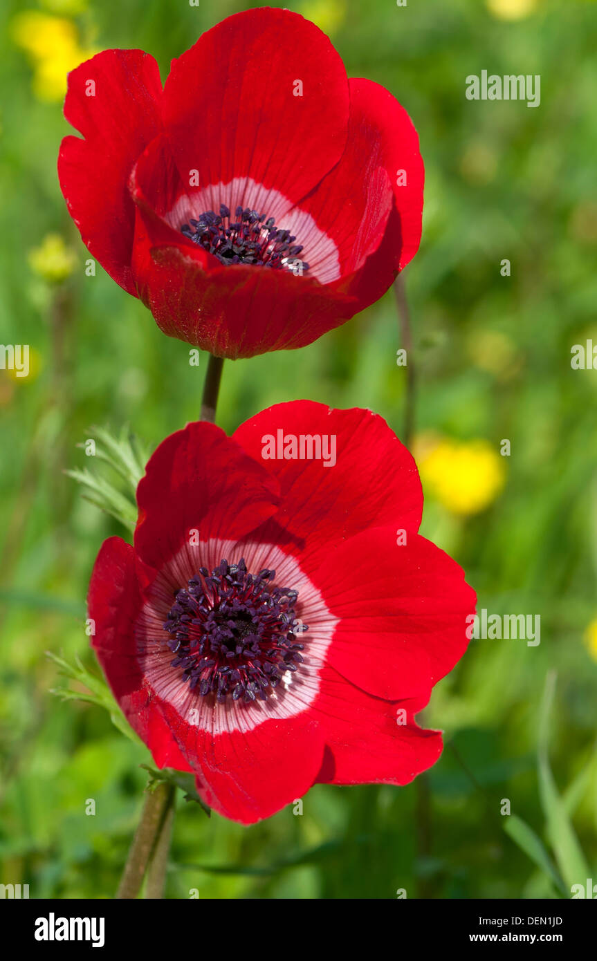 Anemone Flower Stock Photo