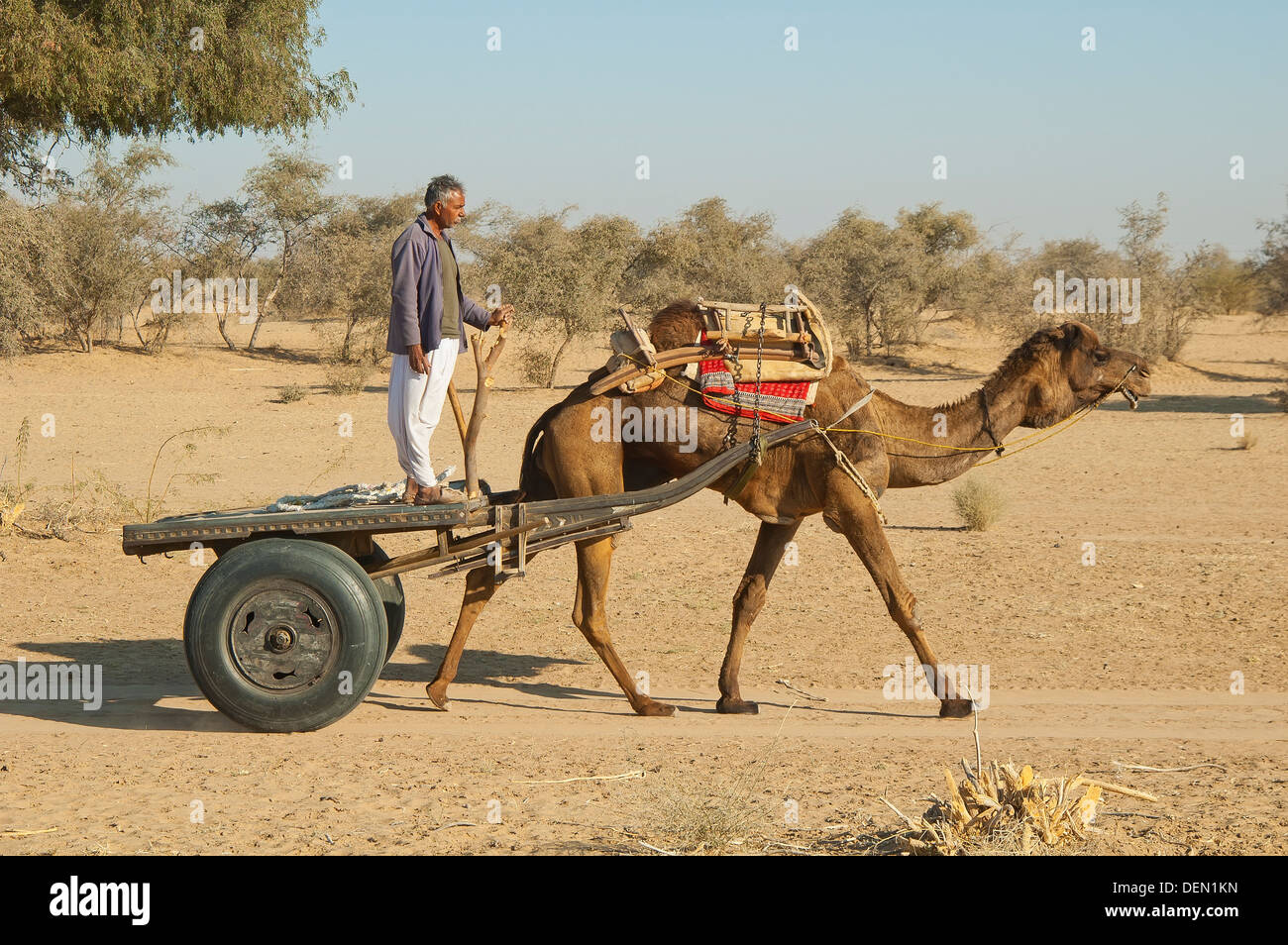 Camel driver in Rajastan, India Stock Photo