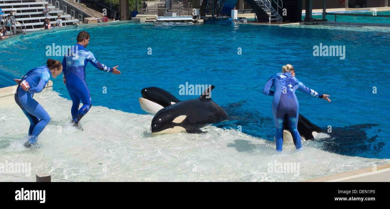 Trainers interact with Killer Whales at Seaworld San Diego Stock Photo