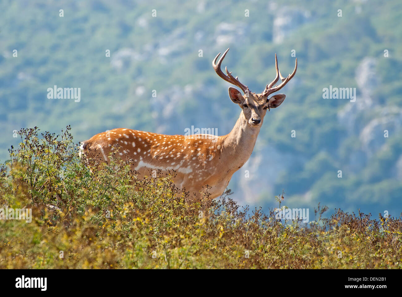 Persian Fallow Deer, Dama mesopotamica Stock Photo