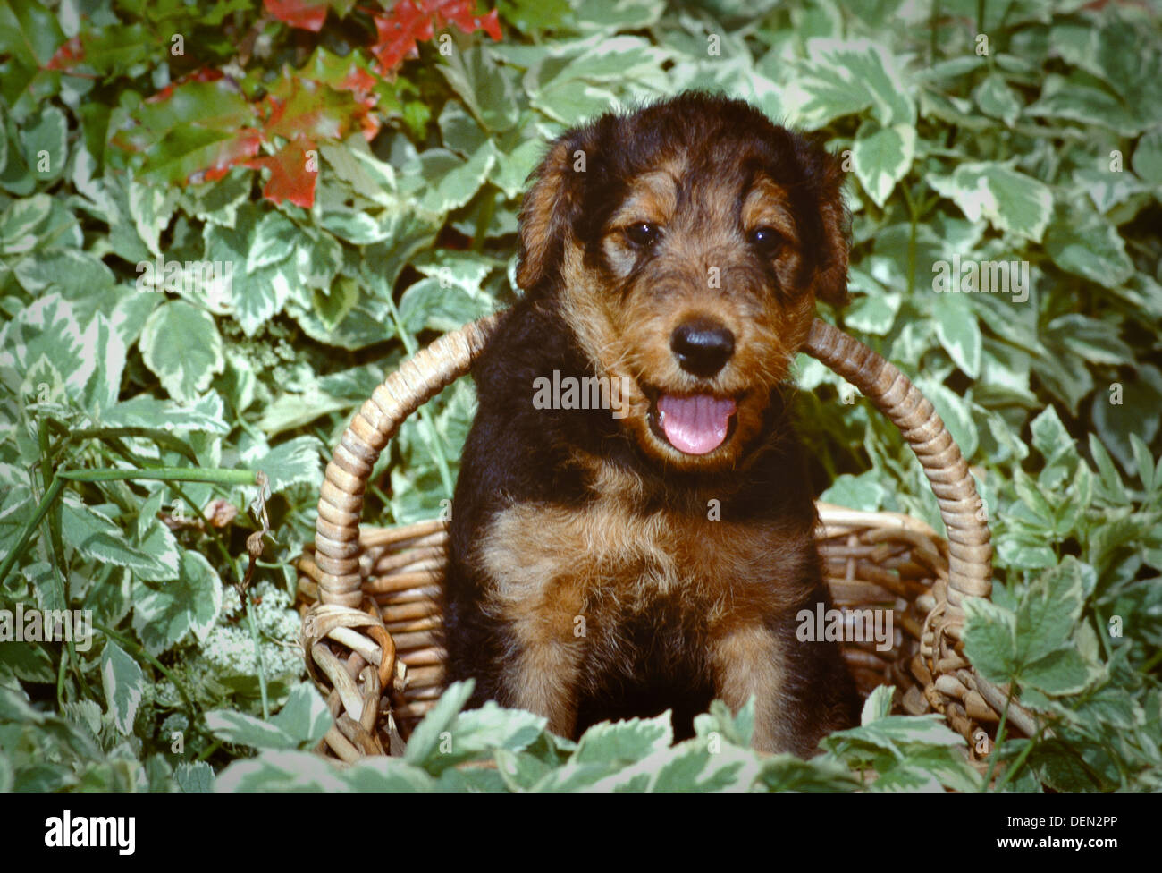 Airedale terrier puppy in basket Stock Photo
