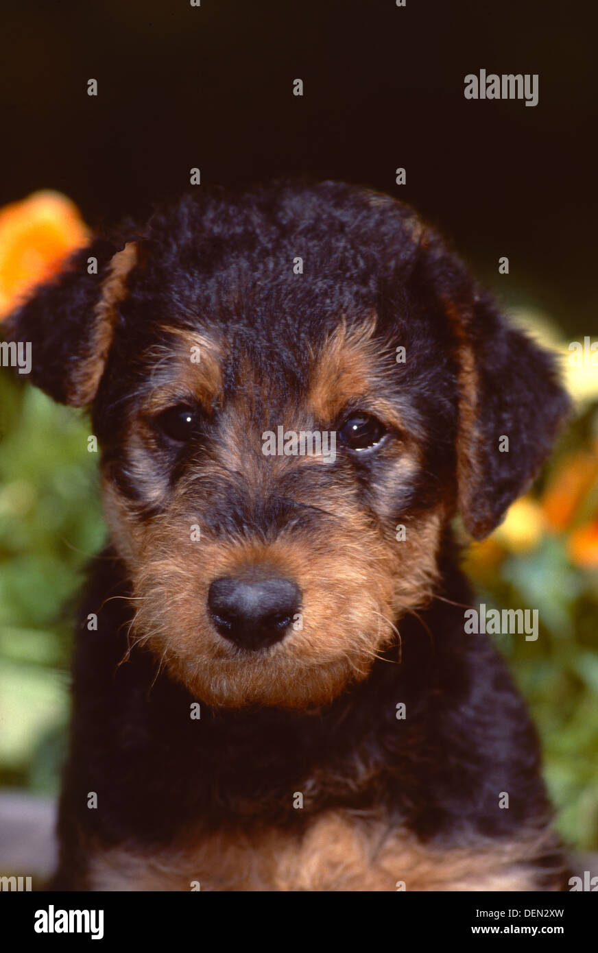 Airedale terrier puppy-head shot Stock Photo