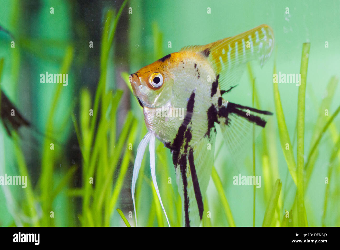 Angel fish (Pterophyllum scalare) in aquarium. Stock Photo