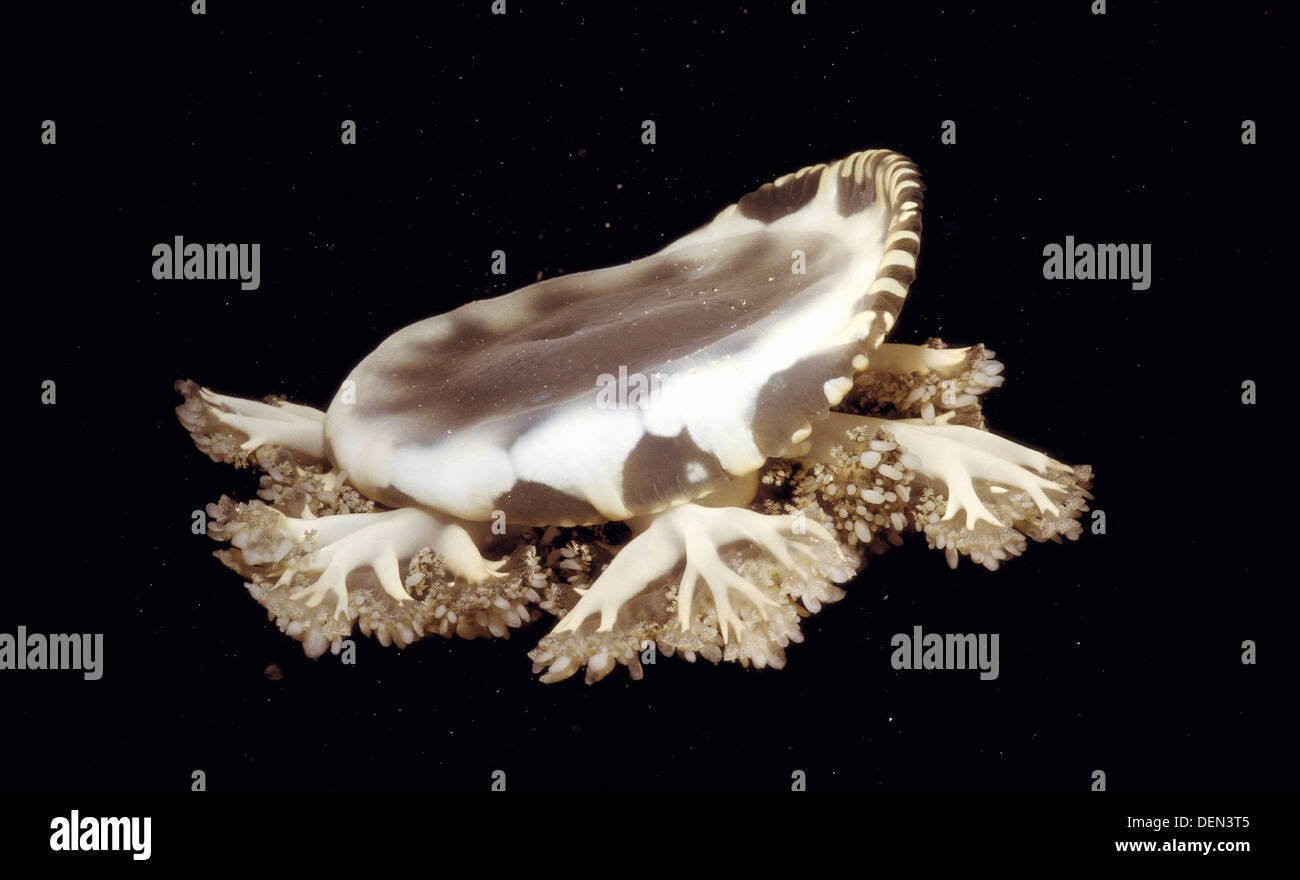 cassiopeia jellyfish cassiopeia jellyfish