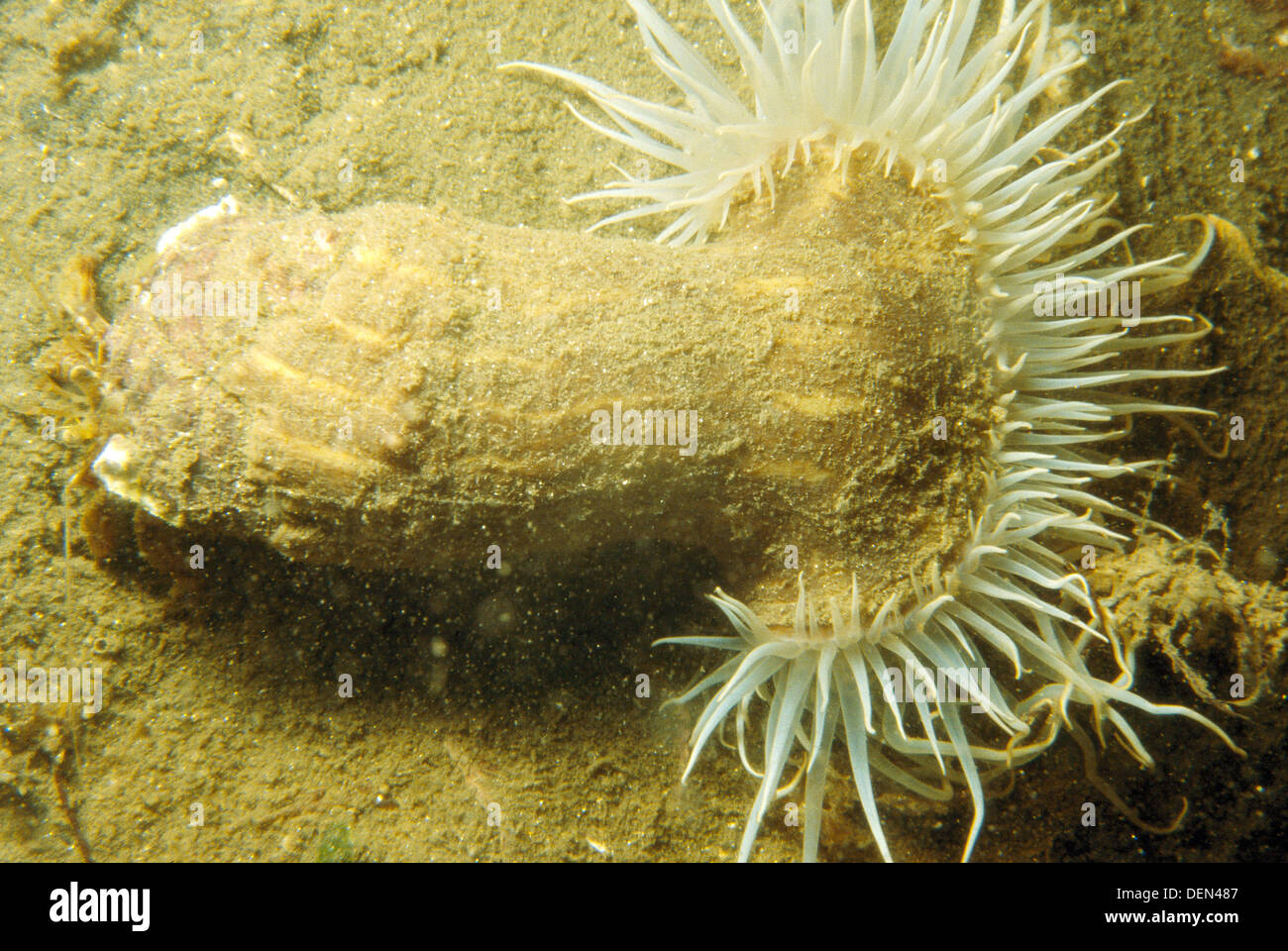 Parasitica hi-res stock photography and images - Alamy