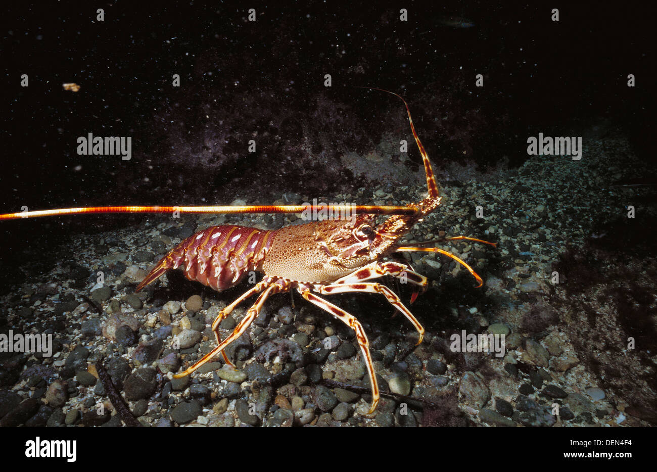 Spinny Lobster (Palinurus elephas). Galicia, Spain Stock Photo Alamy