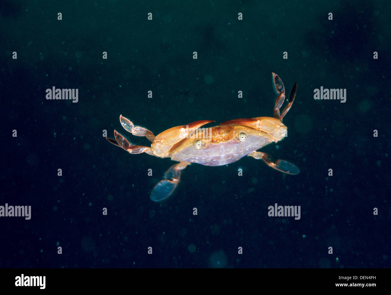 Polybius henslowi hi-res stock photography and images - Alamy