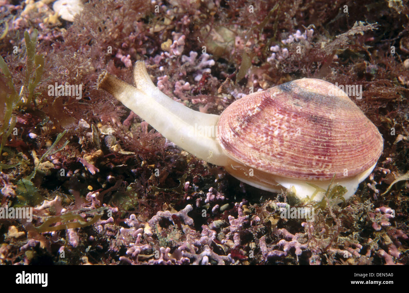 Venus Clam (Venerupis rhomboideus) using its ventral muscular foot for