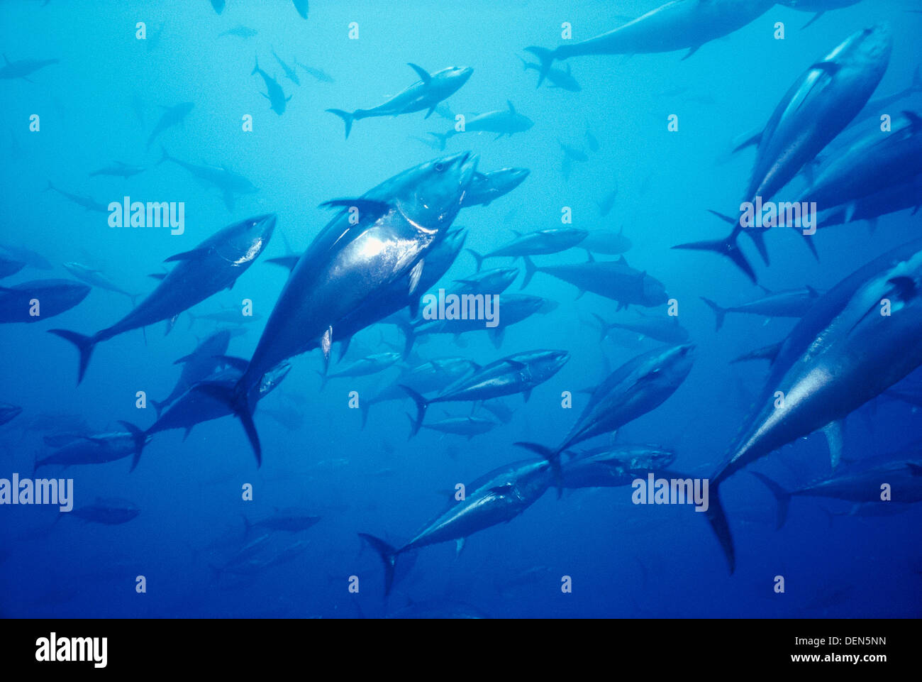 Mediterranean Sea Spain Northern bluefin tuna Thunnus thynnus Stock