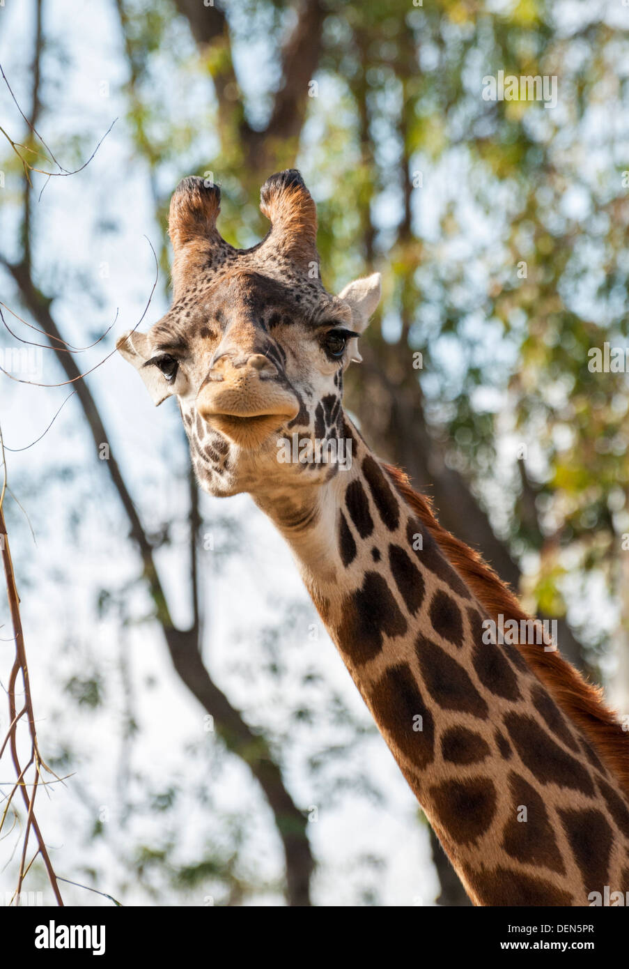 California, San Diego Zoo, giraffe (Giraffa camelopardais) Stock Photo