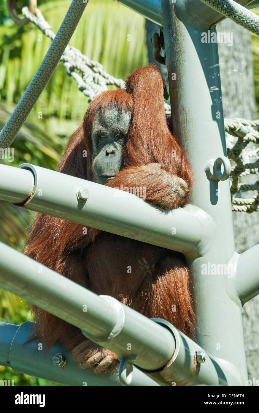 California, San Diego Zoo, orangutan Stock Photo