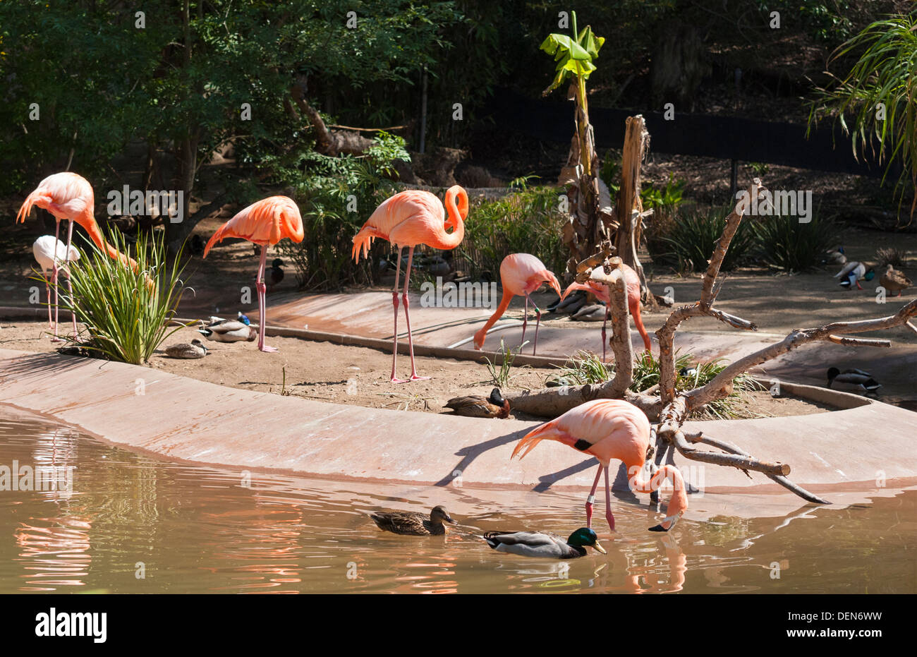 California, San Diego Zoo, Caribbean Flamingo (Phoenicopterus ruber) Stock Photo