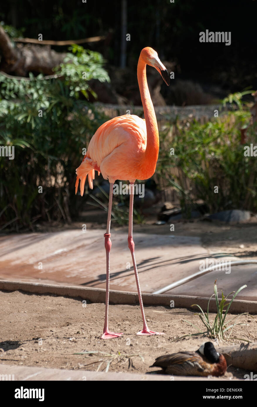 California, San Diego Zoo, Caribbean Flamingo (Phoenicopterus ruber) Stock Photo