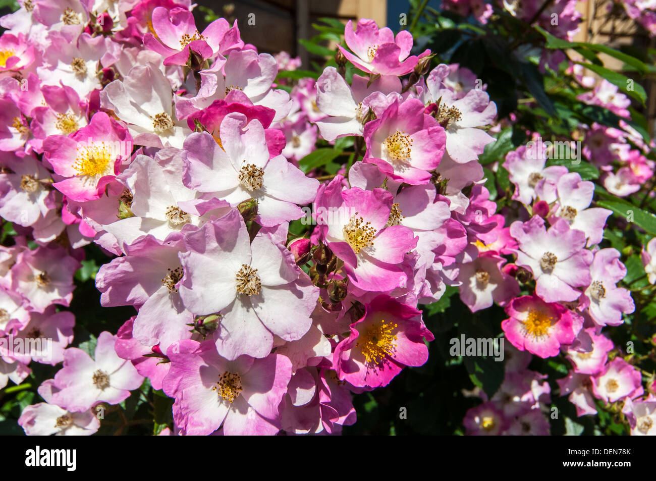 Wild roses uk hires stock photography and images Alamy