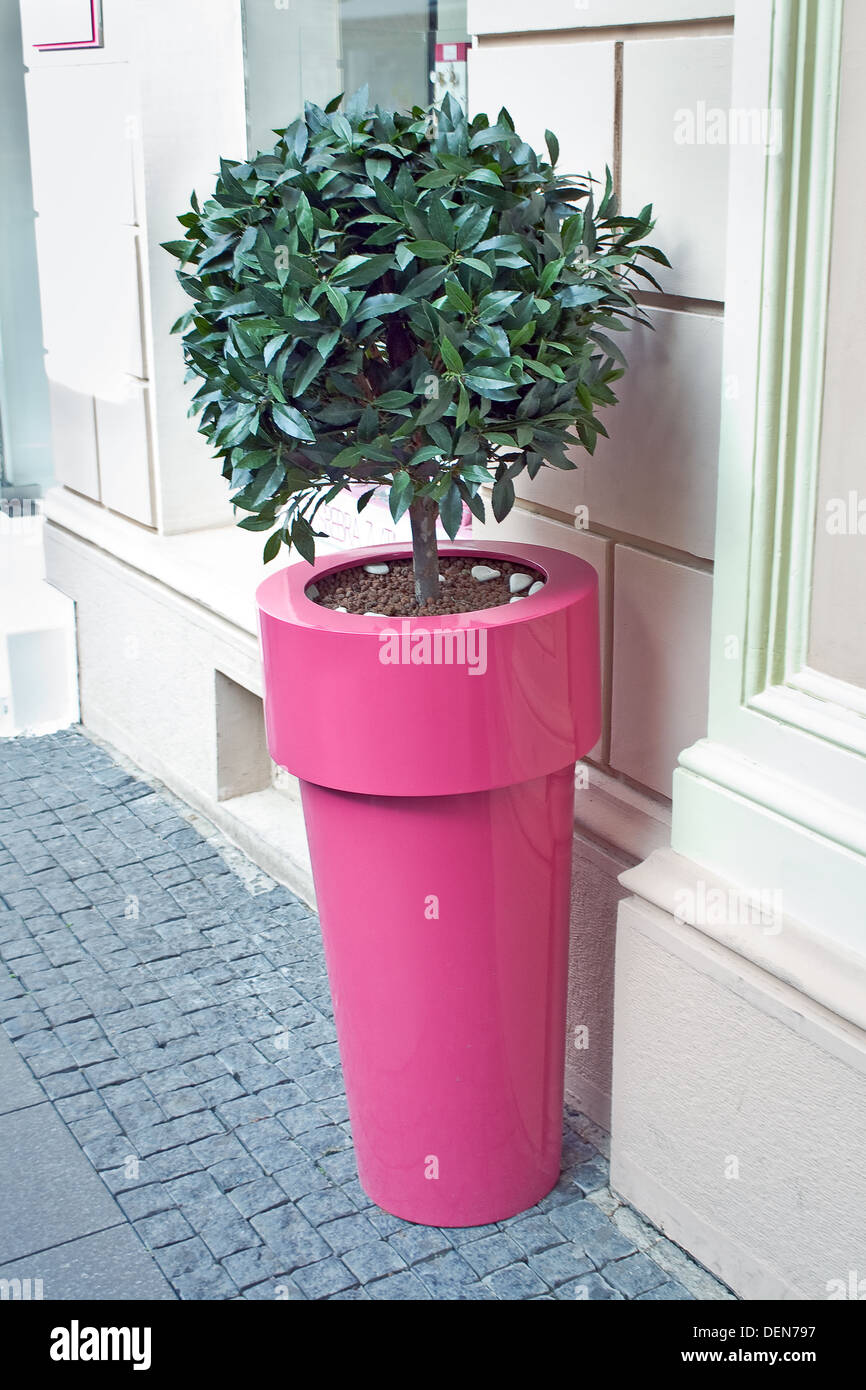 Decorative tree in a big pot Stock Photo - Alamy