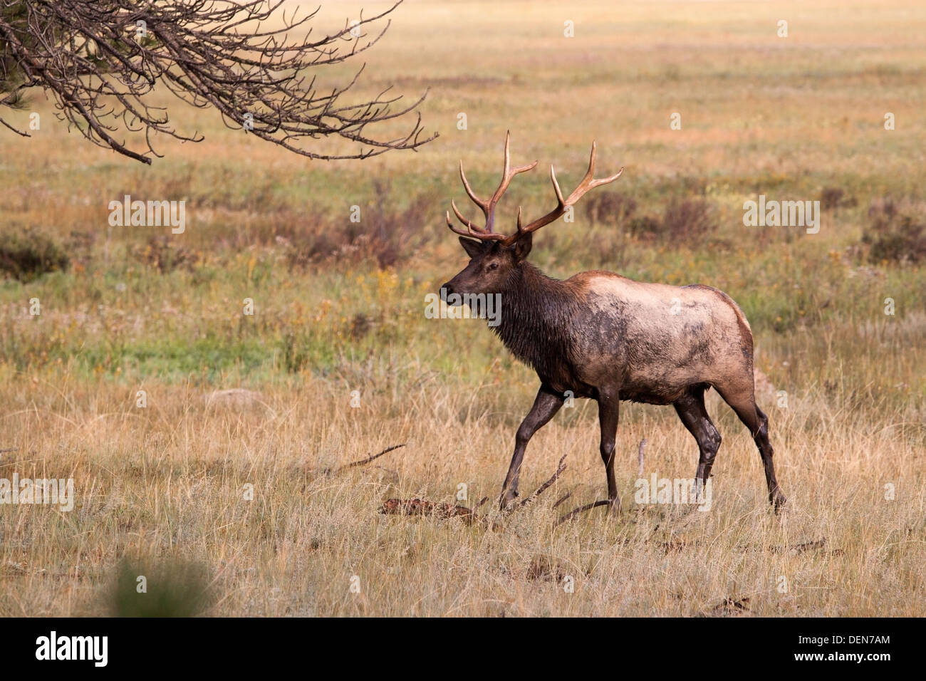 Elk mating season animal hires stock photography and images Alamy