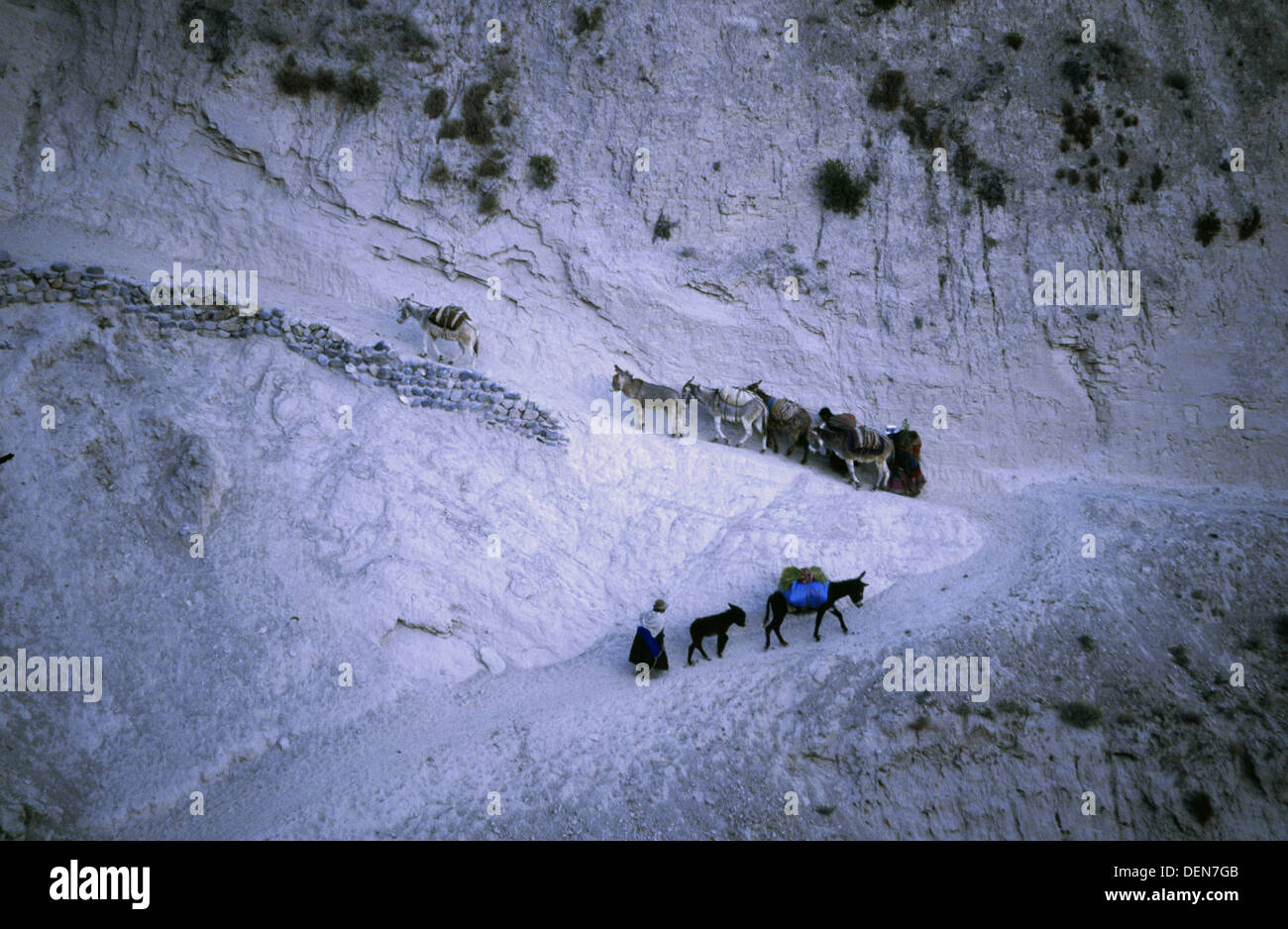 Herdsman with donkeys. Colca valley. Peru Stock Photo