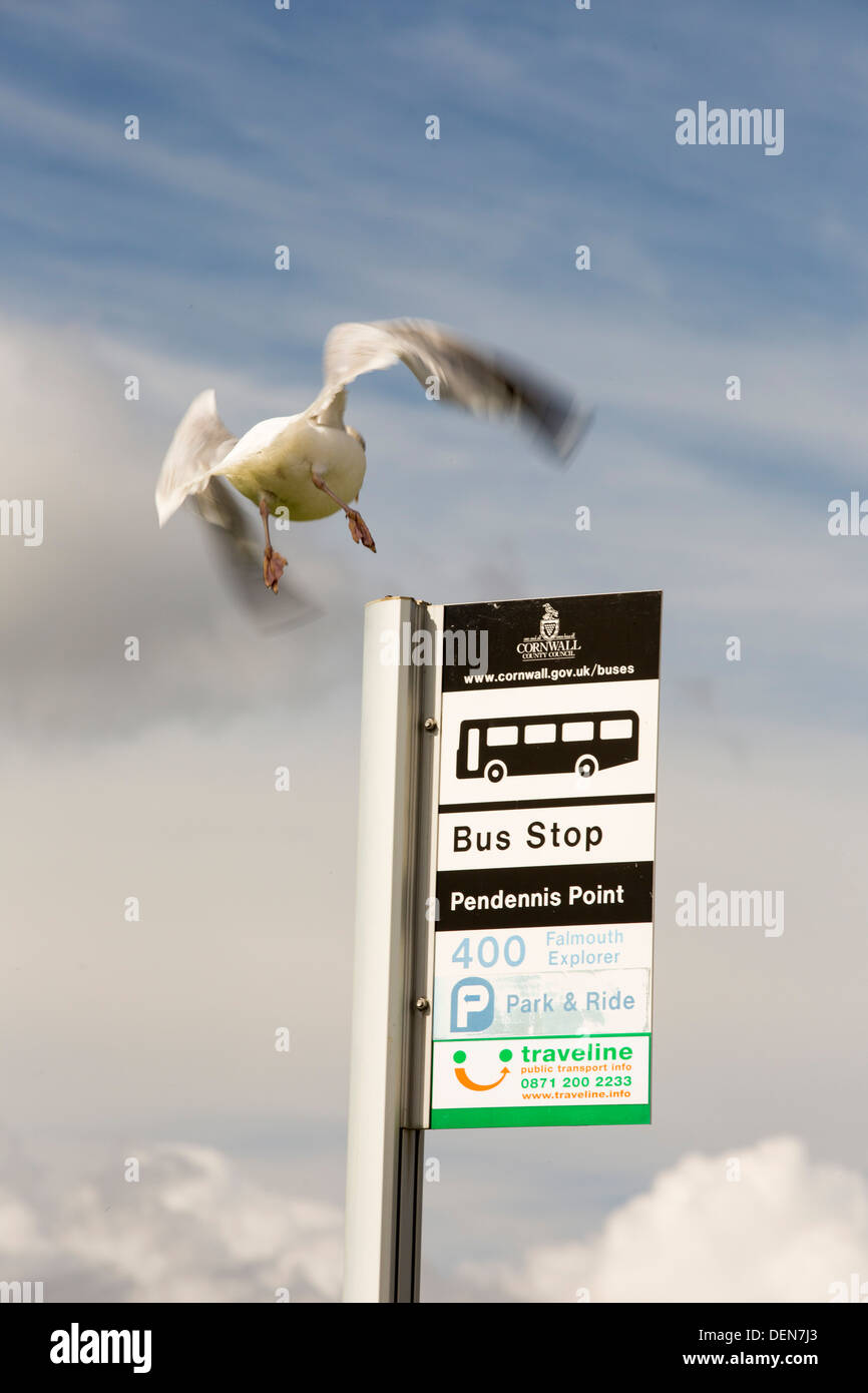 A Herring Gull on a bus stop sign in Falmouth, Cornwall, UK. Stock Photo