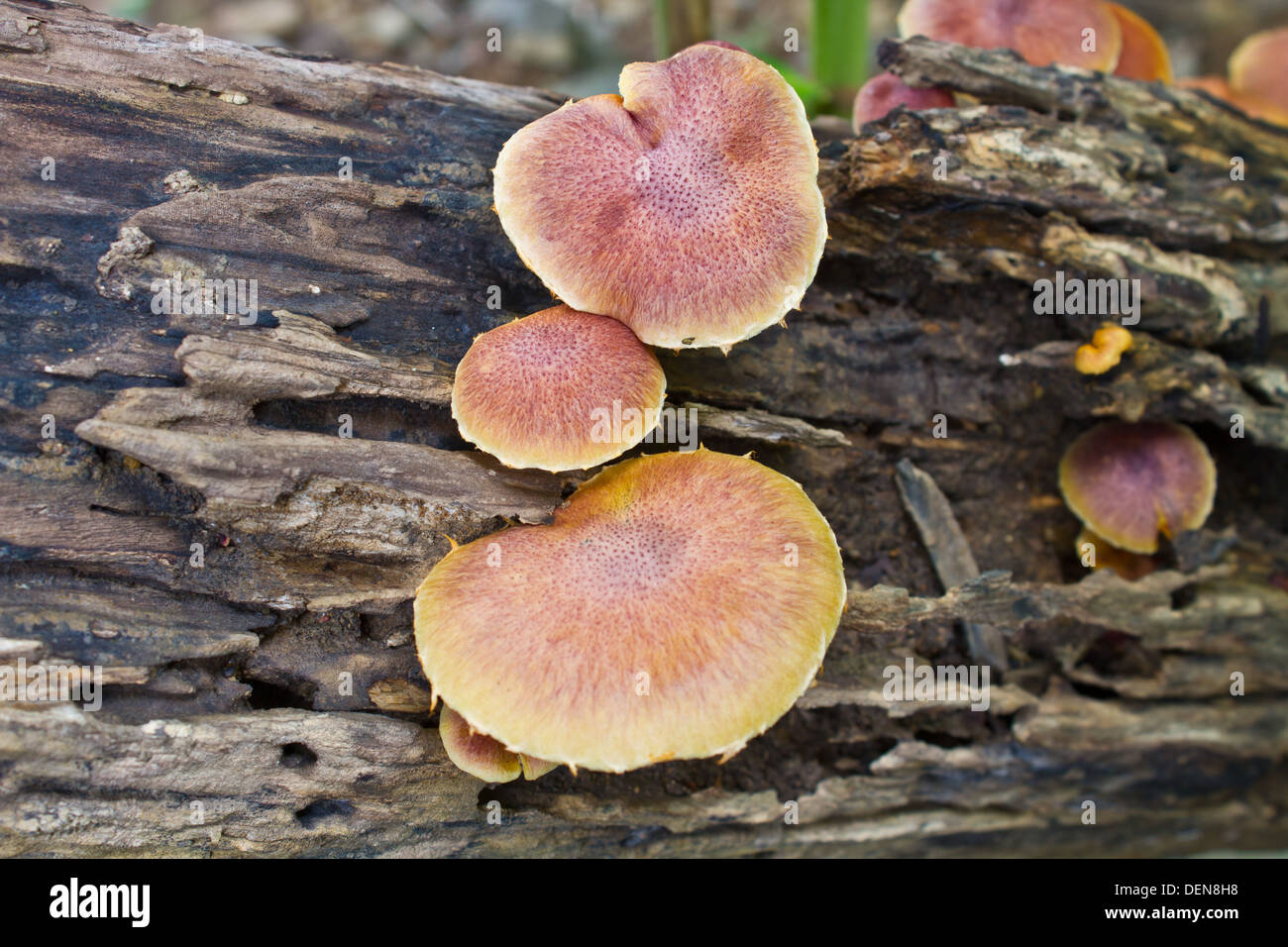 mushrooms growing on a live tree in the forest Stock Photo Alamy