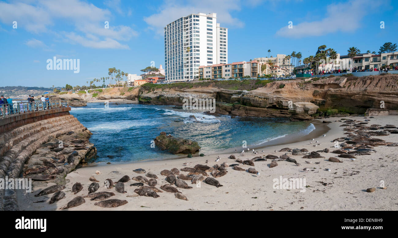 California, La Jolla, Children's Pool Beach, Harbor Seals resting Stock Photo