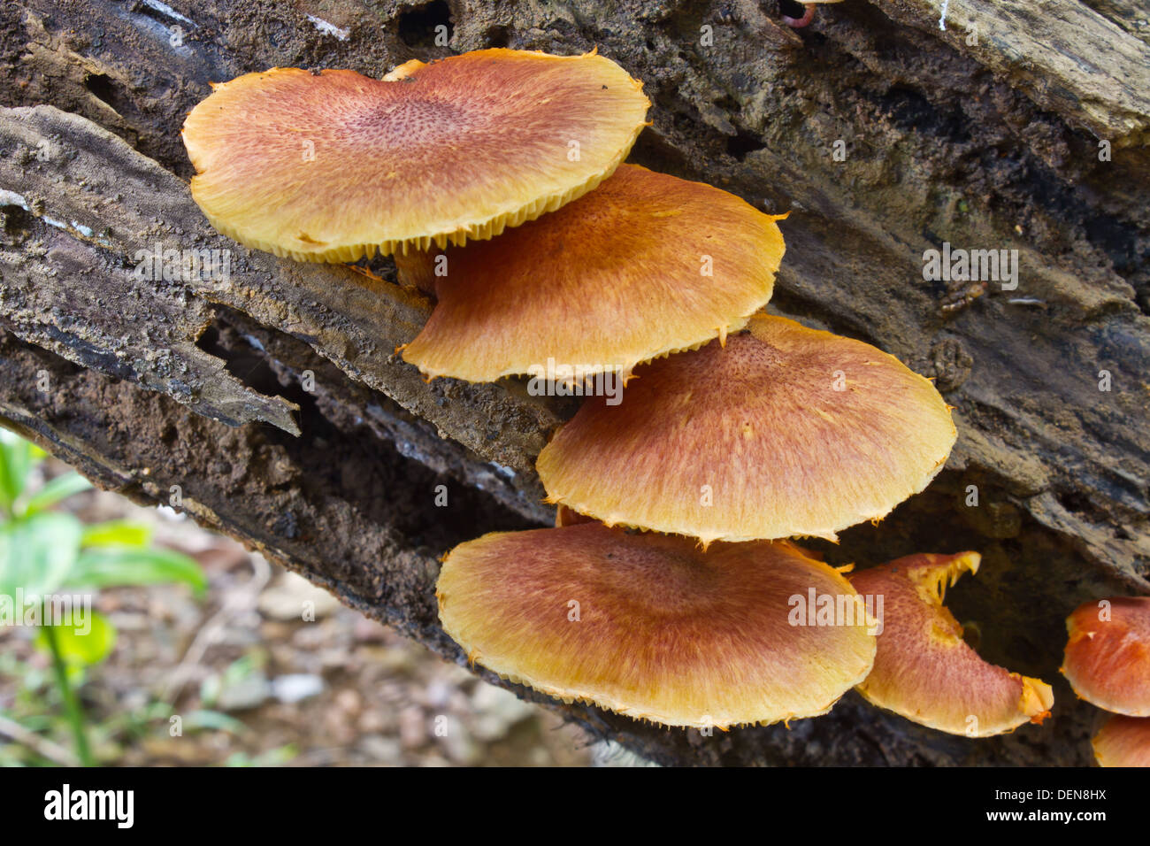 mushrooms growing on a live tree in the forest Stock Photo Alamy