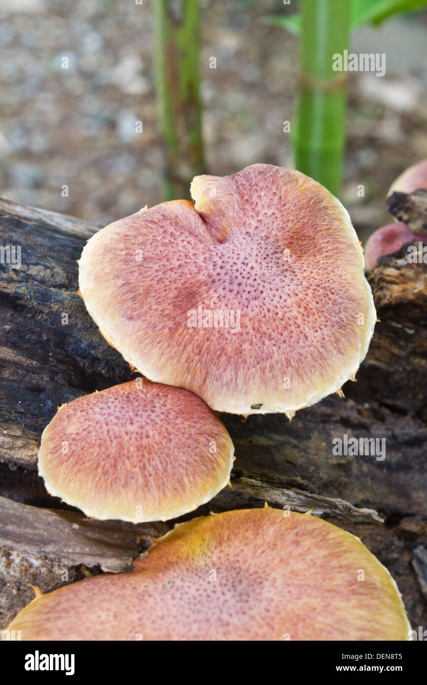 mushrooms growing on a live tree in the forest Stock Photo Alamy