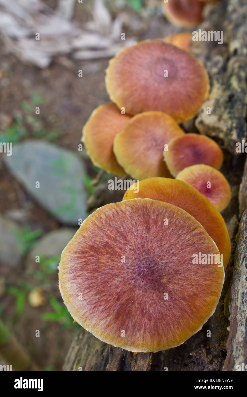 mushrooms growing on a live tree in the forest Stock Photo Alamy