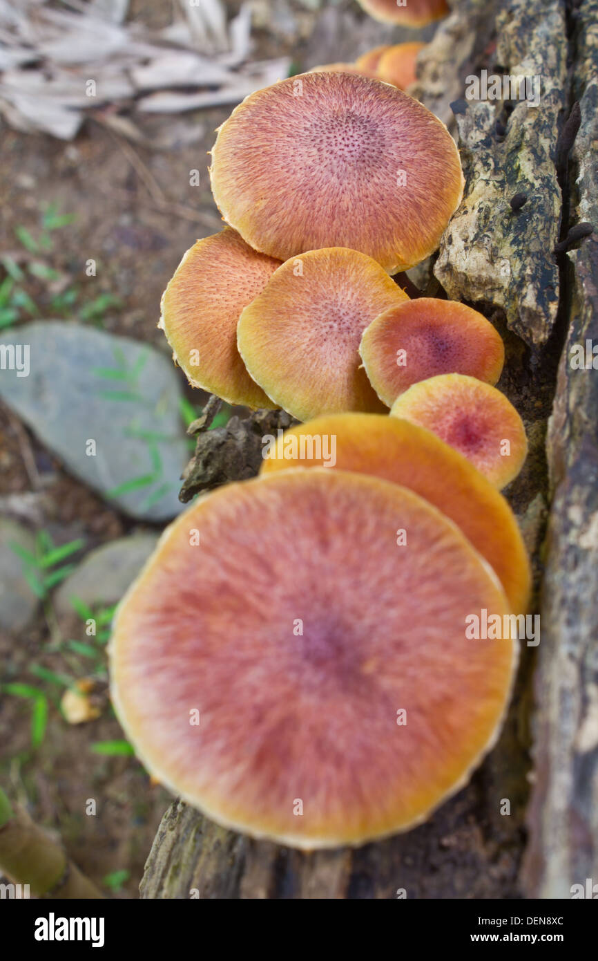 mushrooms growing on a live tree in the forest Stock Photo Alamy