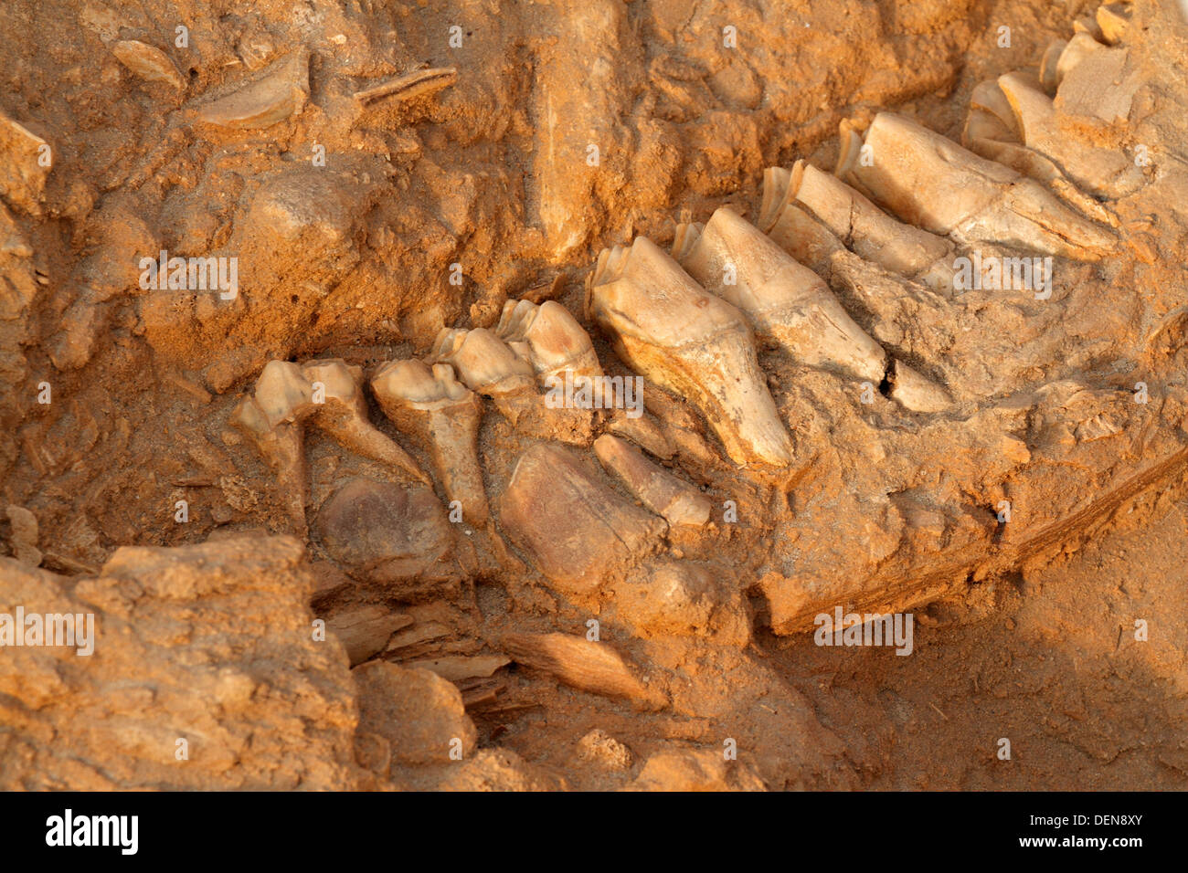 Five million year old fossil jaw bone of an extinct short-necked giraffe, West coast fossil park, South Africa Stock Photo