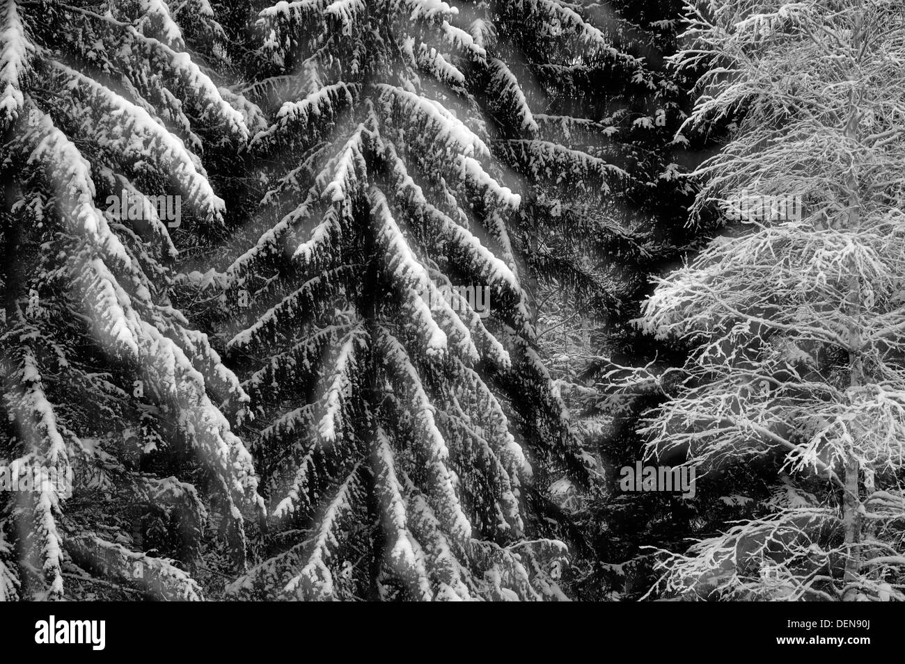 Forest covered in snow wintry Black and White Stock Photos & Images - Alamy