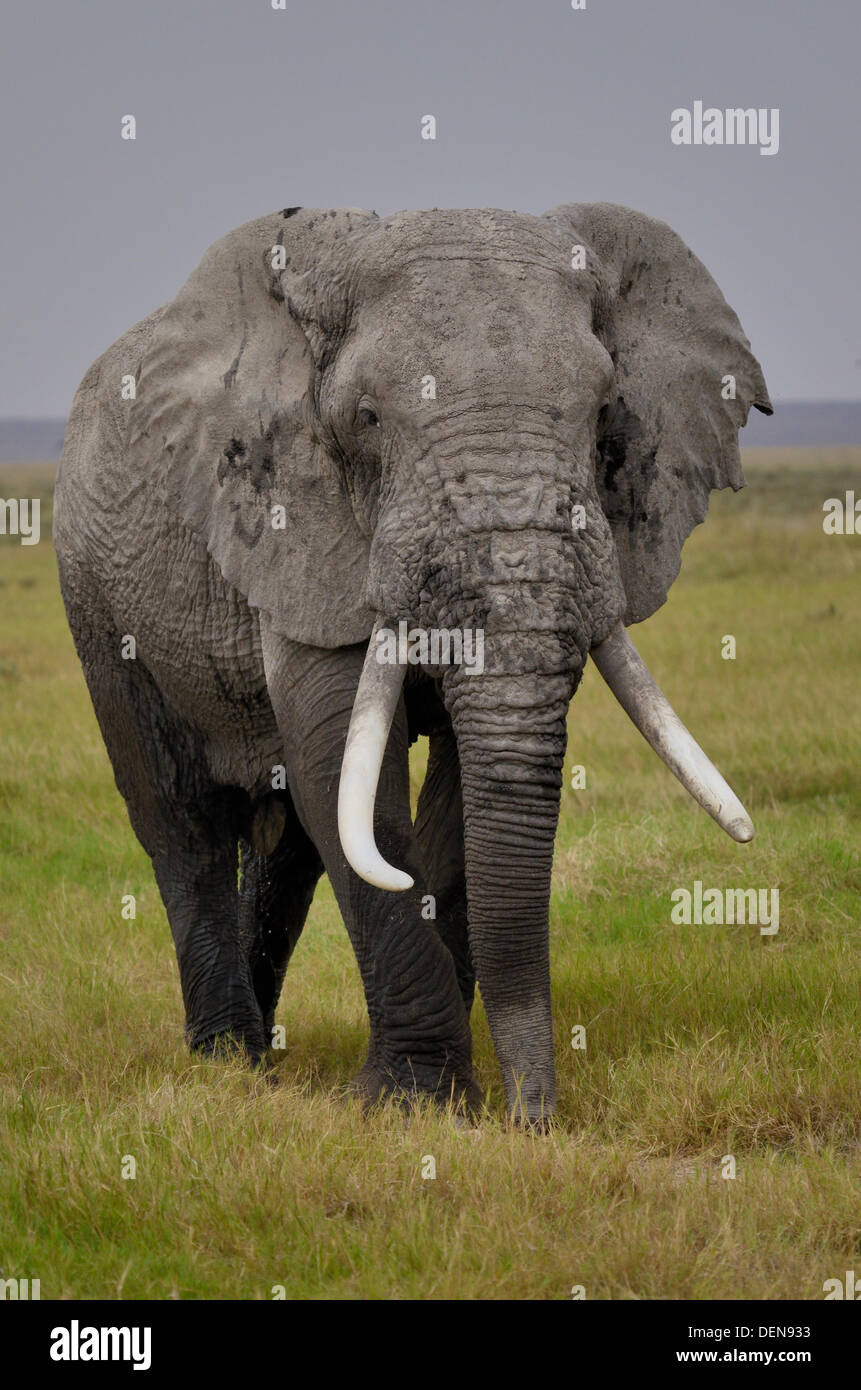 Large Bull African Bush Elephant or African Savanna Elephant (Loxodonta